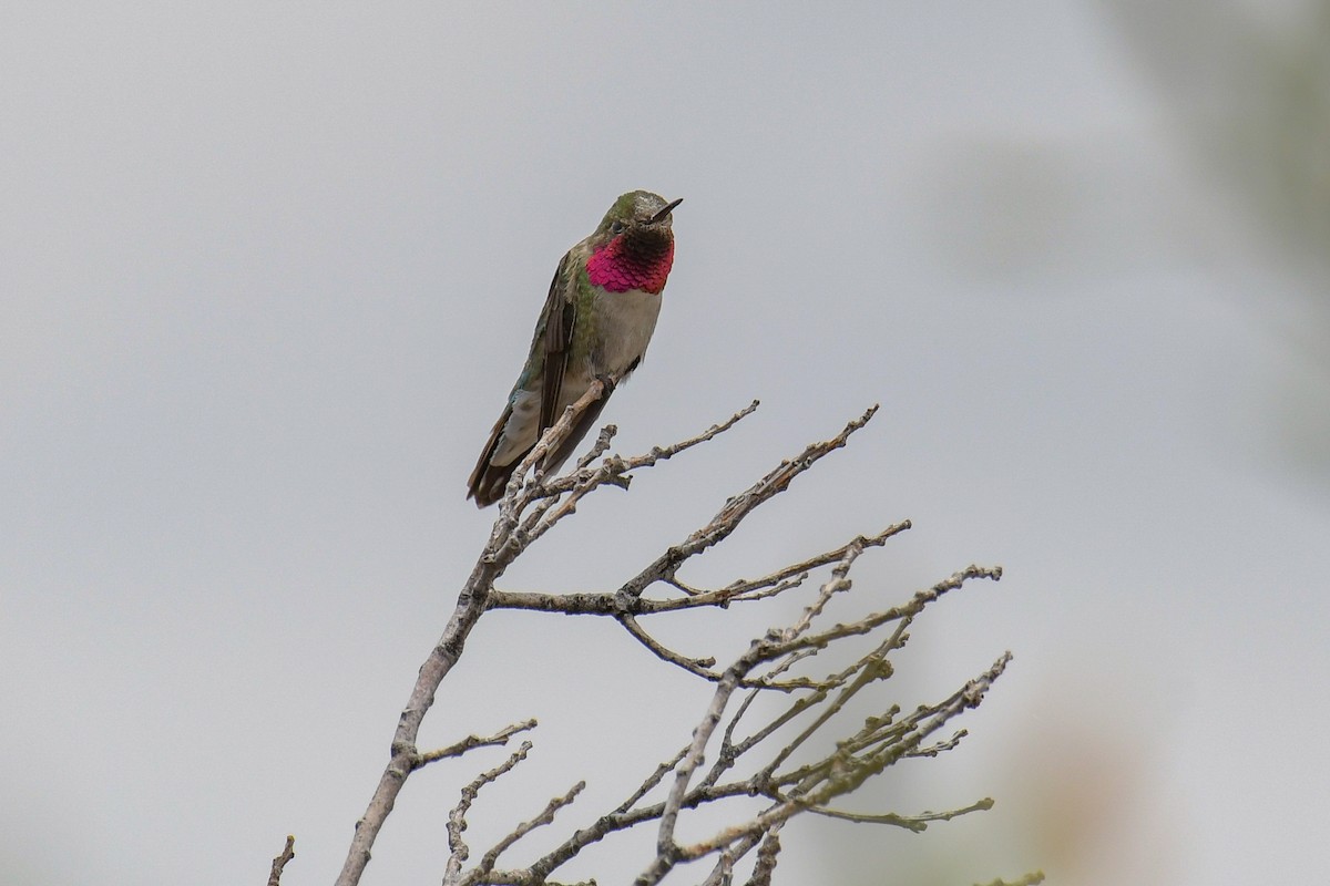 Broad-tailed Hummingbird - ML615905255