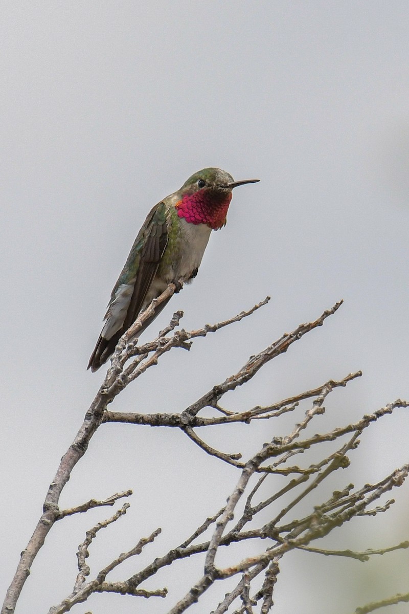 Broad-tailed Hummingbird - ML615905256