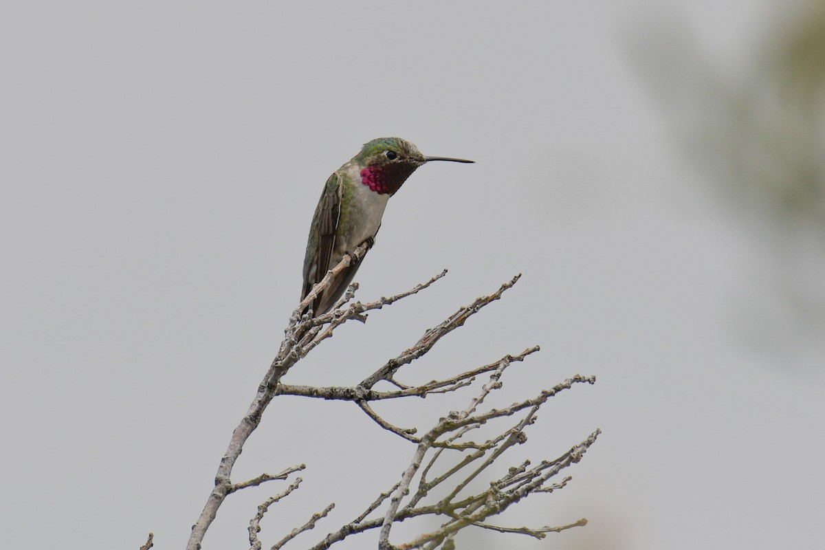 Broad-tailed Hummingbird - ML615905257