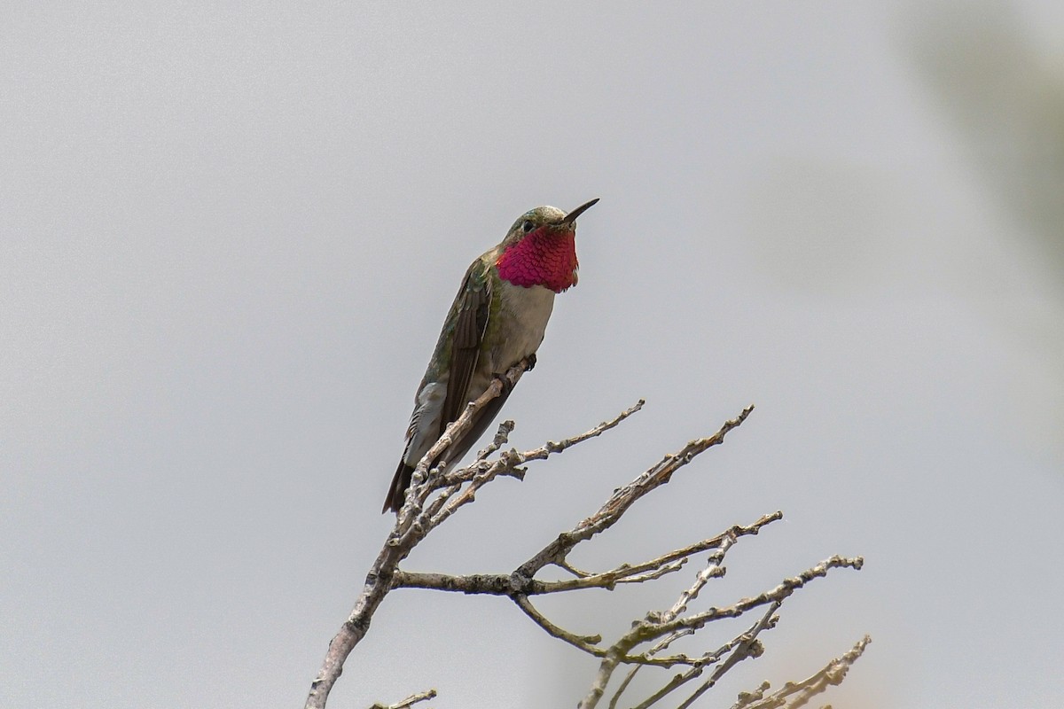 Broad-tailed Hummingbird - ML615905259