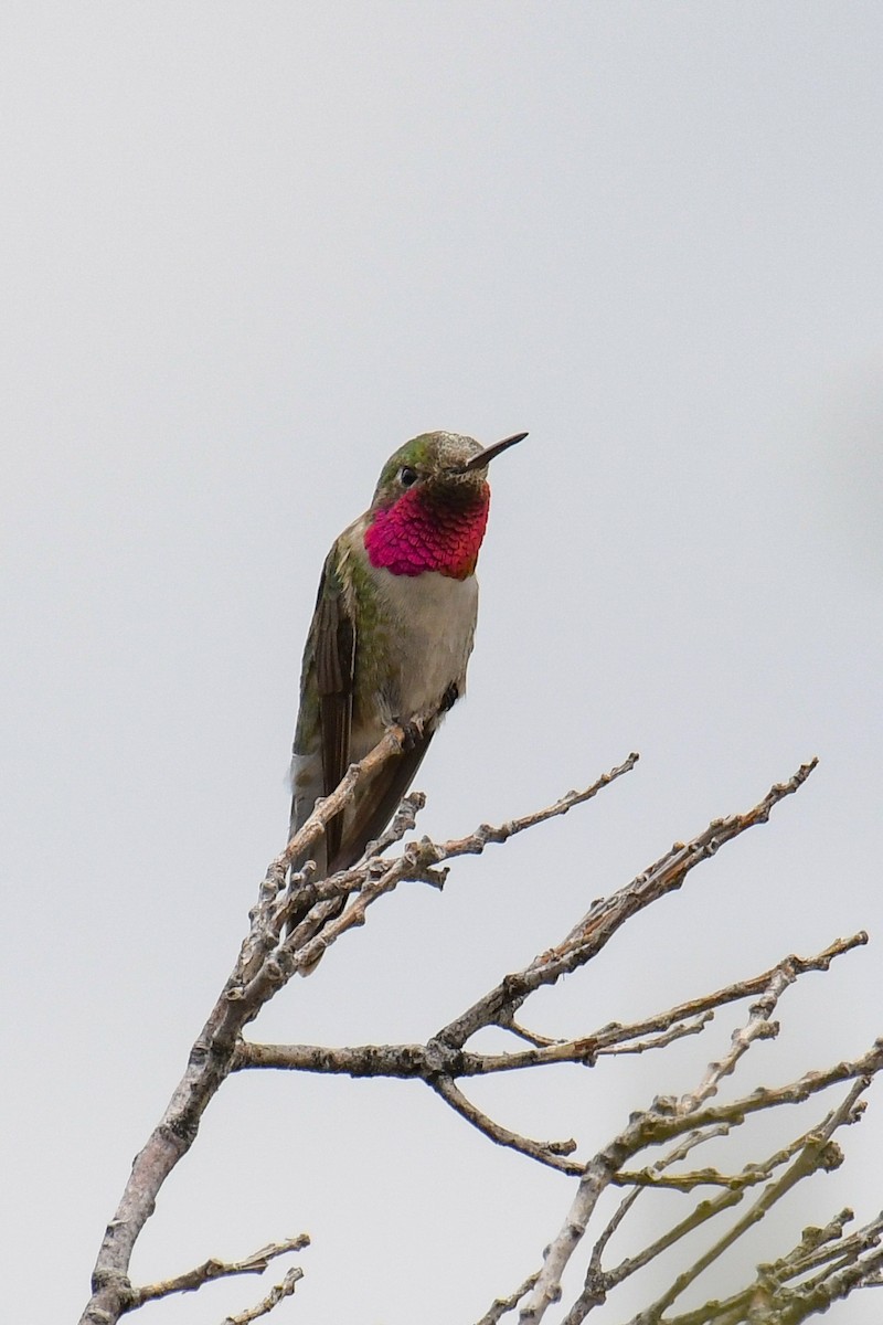 Broad-tailed Hummingbird - ML615905260