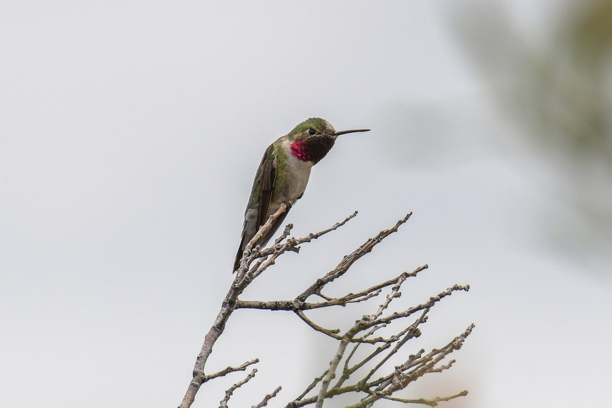 Broad-tailed Hummingbird - ML615905261