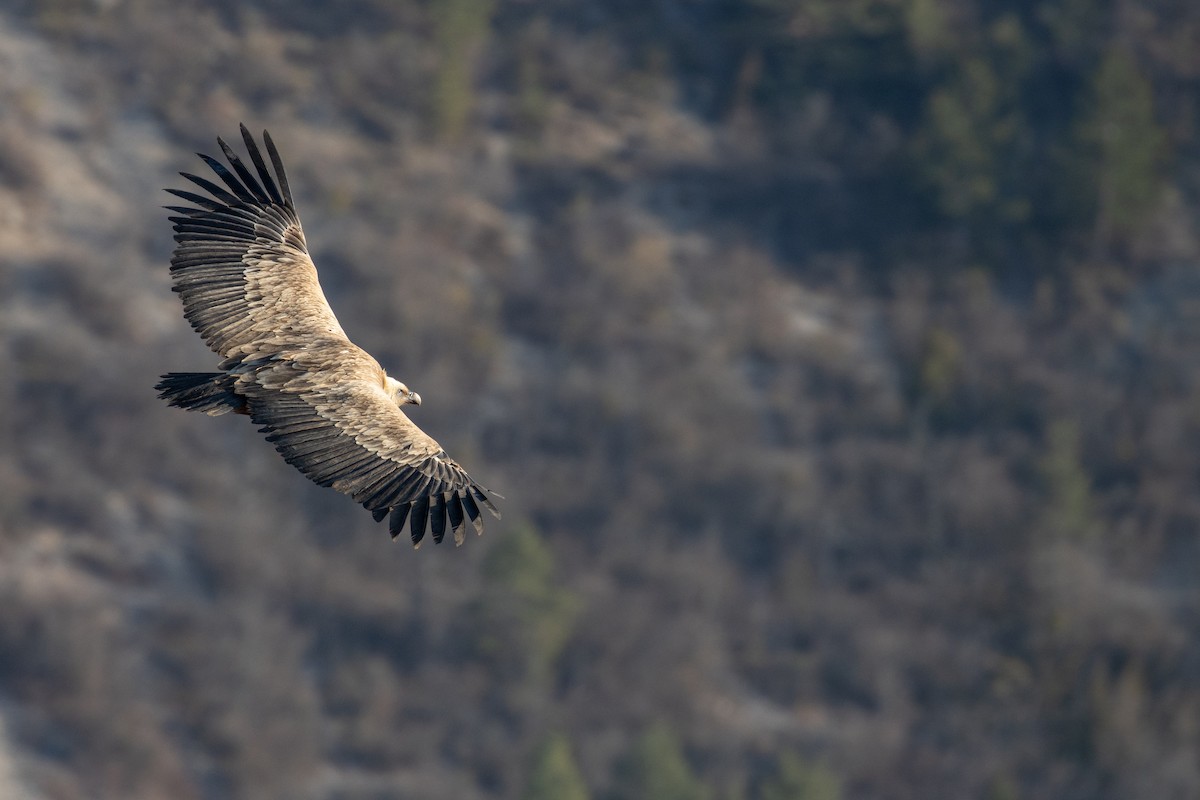 Eurasian Griffon - Matteo Saino Calabretta