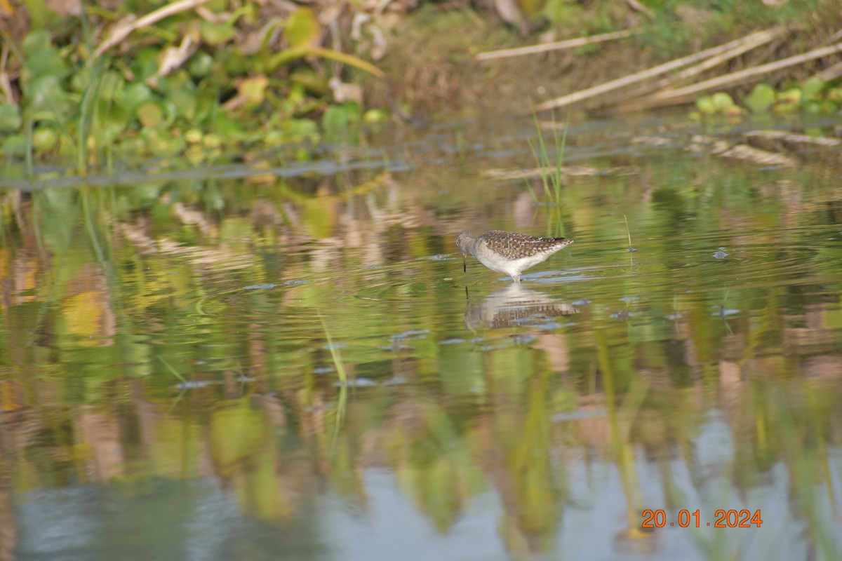 Wood Sandpiper - ML615905277