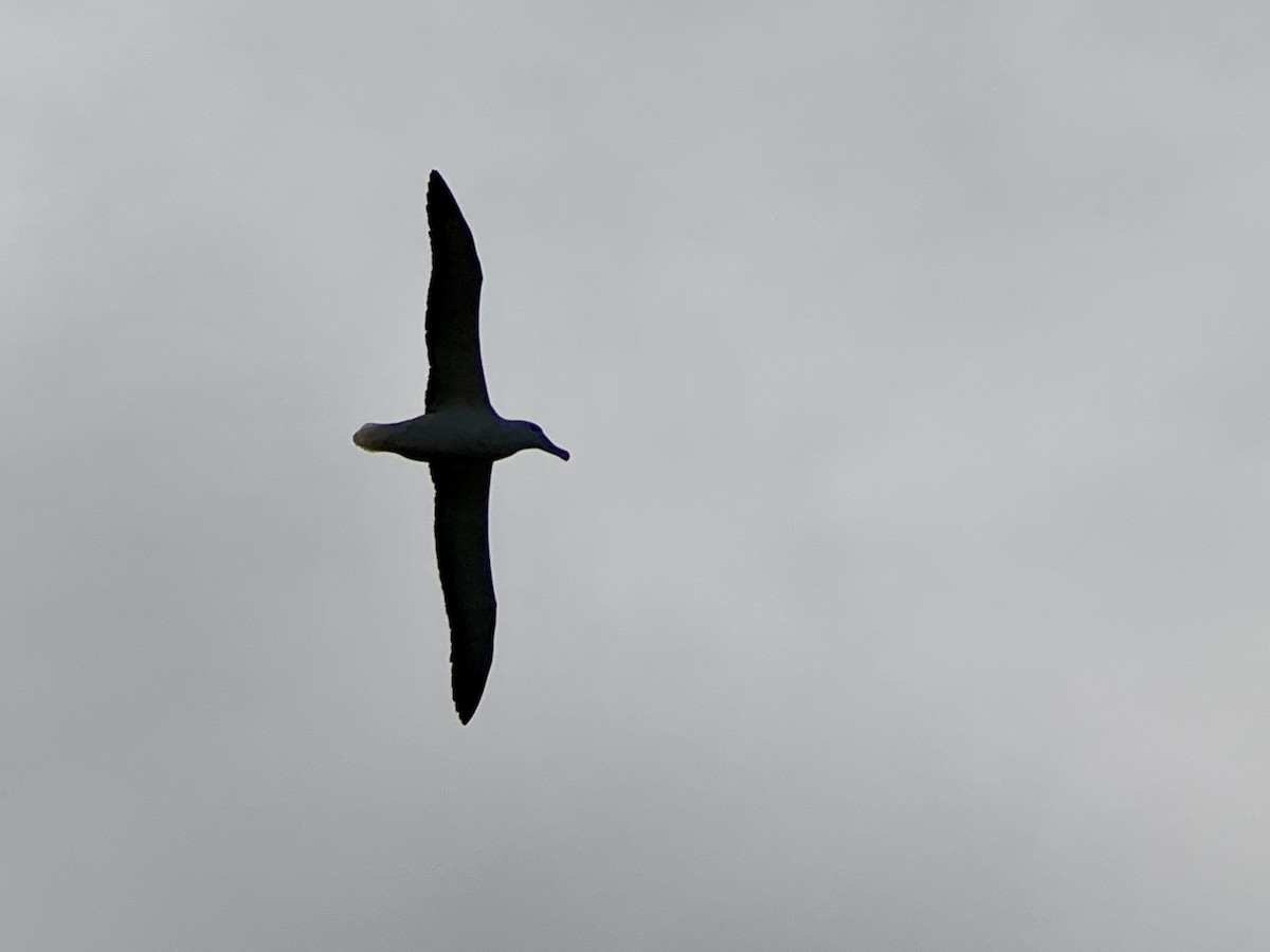 Northern Royal Albatross - ML615905334