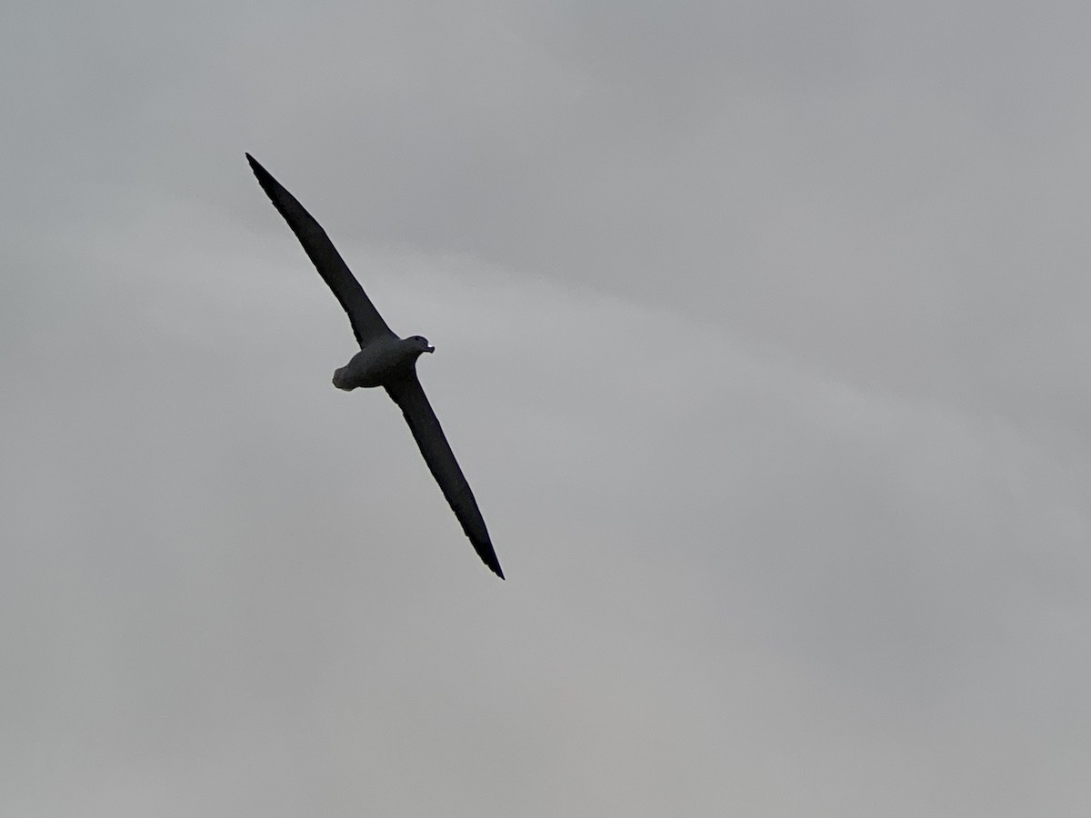 Northern Royal Albatross - ML615905335