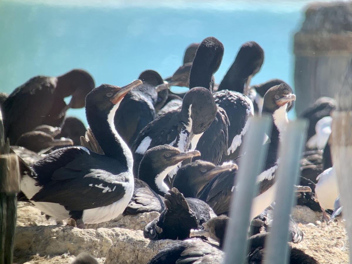 Cormorán de Stewart (chalconotus) - ML615905366