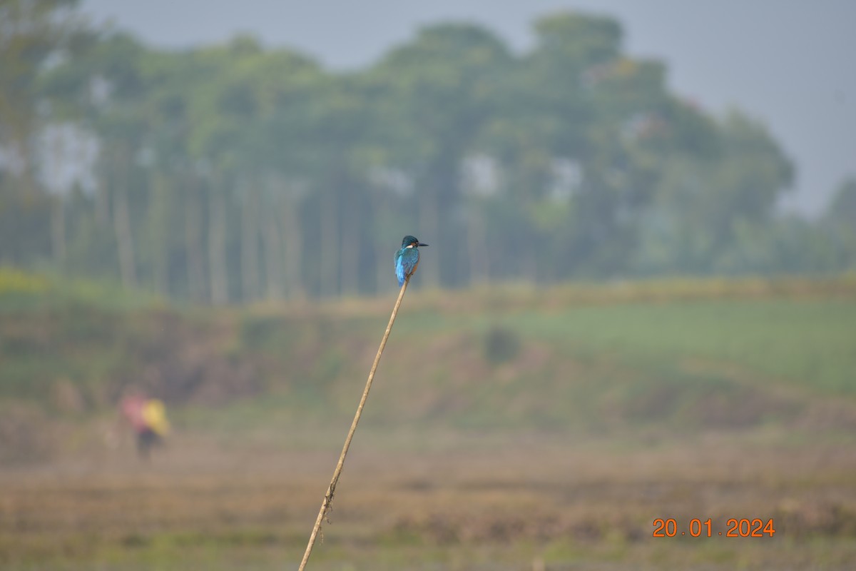 Common Kingfisher - Kausik Datta