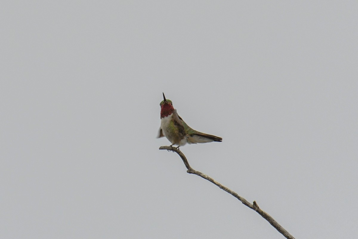 Broad-tailed Hummingbird - ML615905379