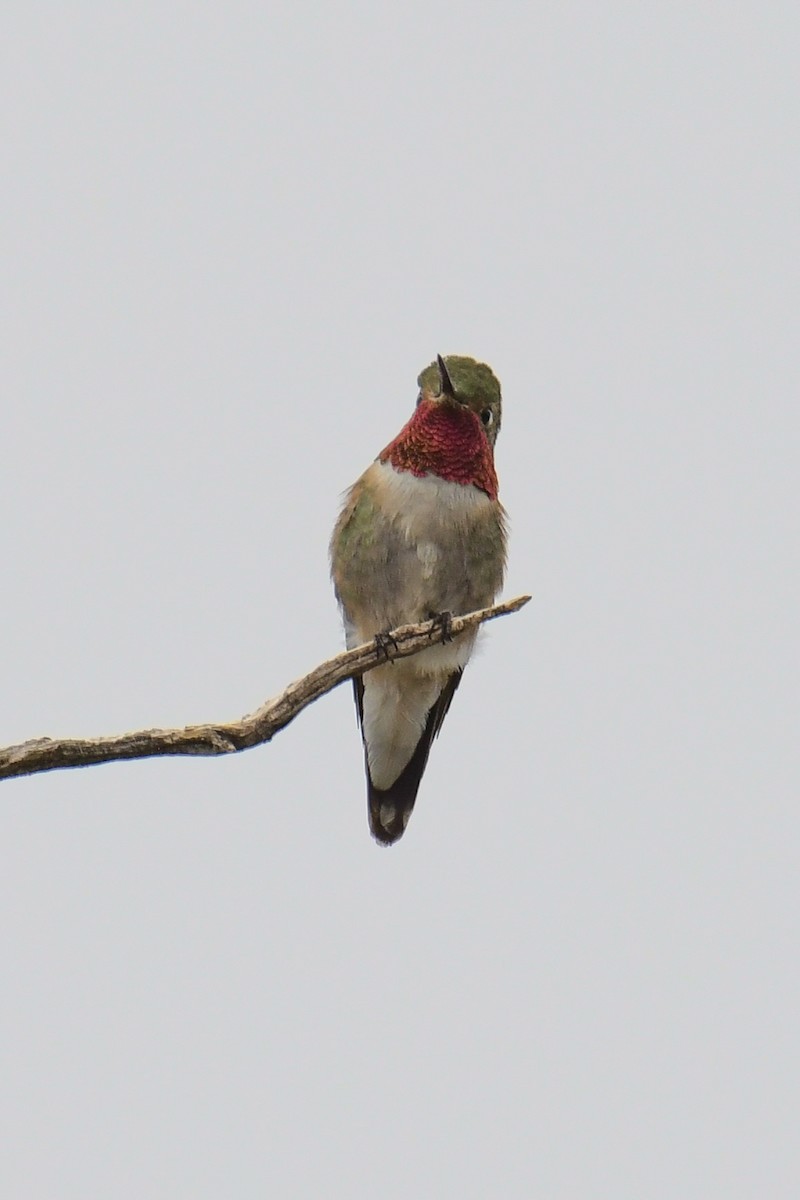 Broad-tailed Hummingbird - ML615905381