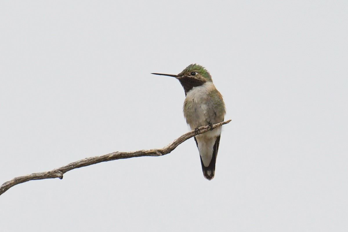 Broad-tailed Hummingbird - ML615905382