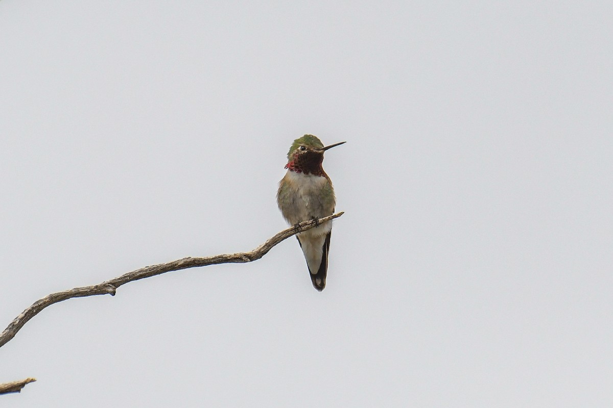 Broad-tailed Hummingbird - ML615905383