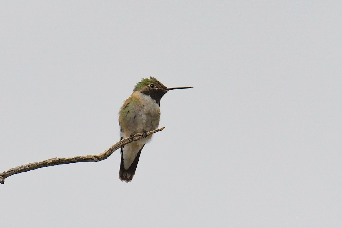 Broad-tailed Hummingbird - ML615905384