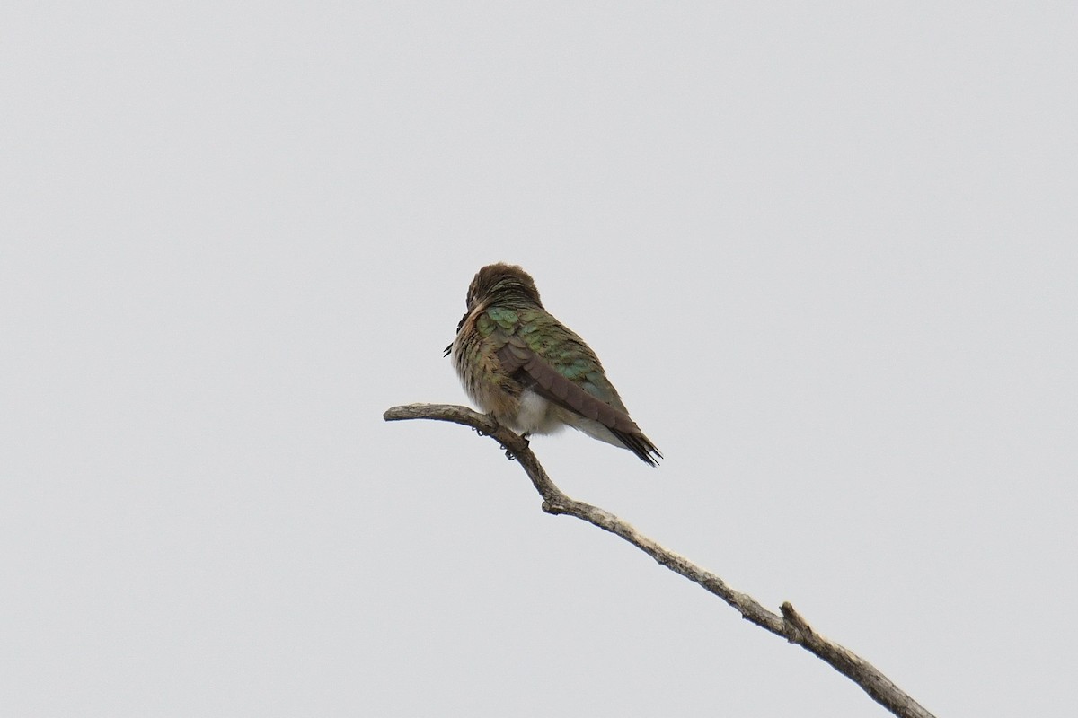 Broad-tailed Hummingbird - ML615905385