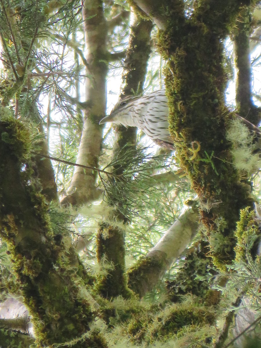 Long-tailed Koel - ML615905411