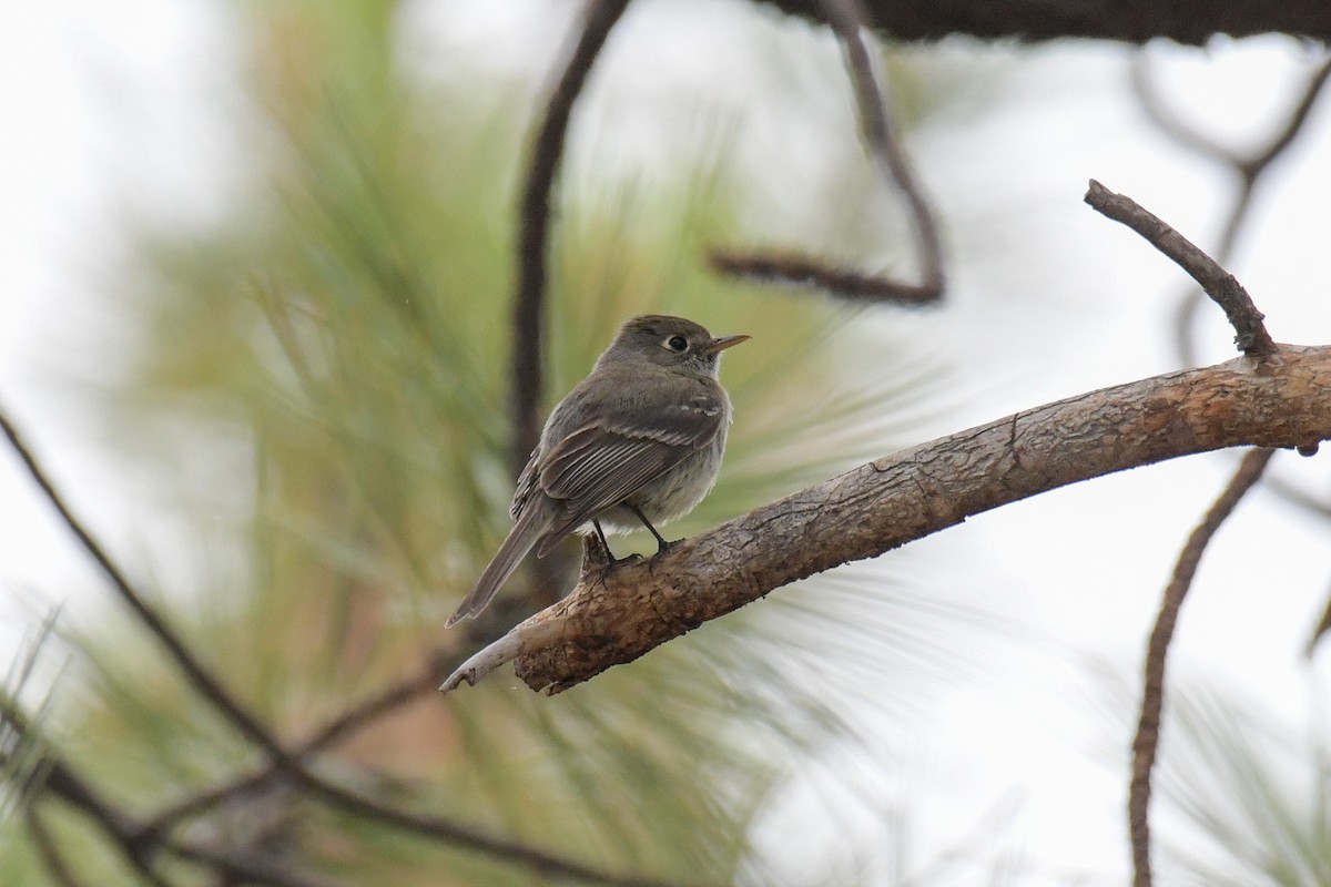 Pine Flycatcher - Christian Newton