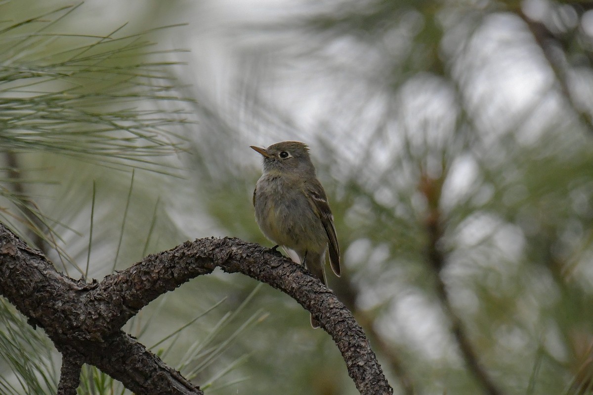 Pine Flycatcher - Christian Newton