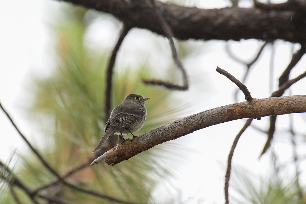 Pine Flycatcher - Christian Newton