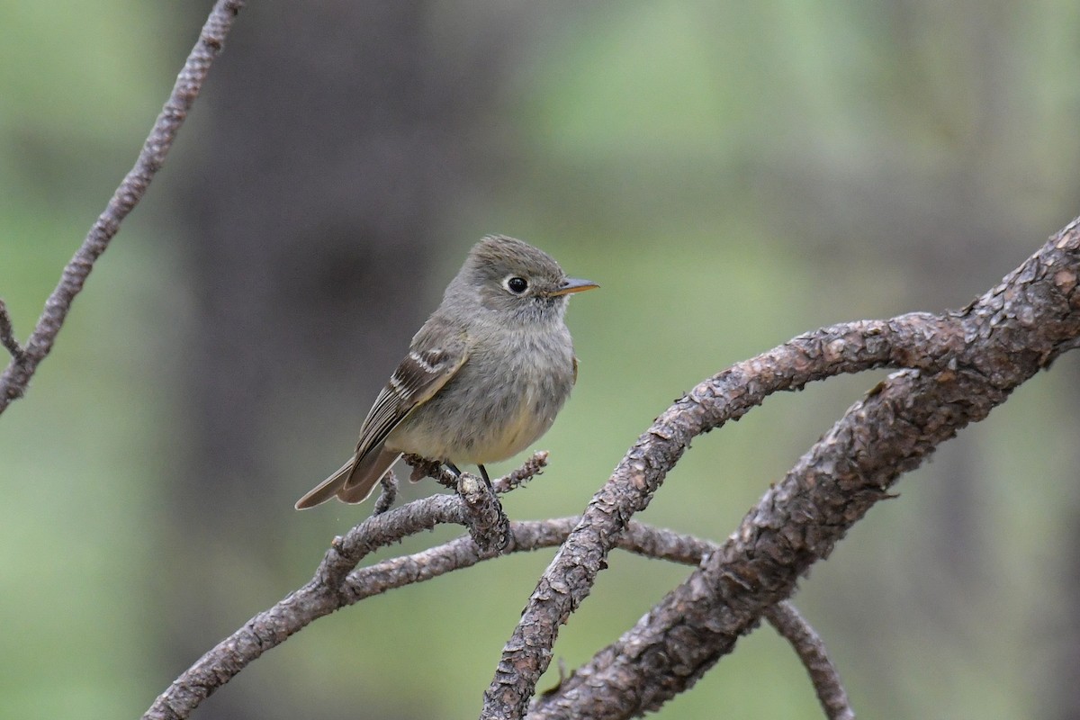 Pine Flycatcher - Christian Newton