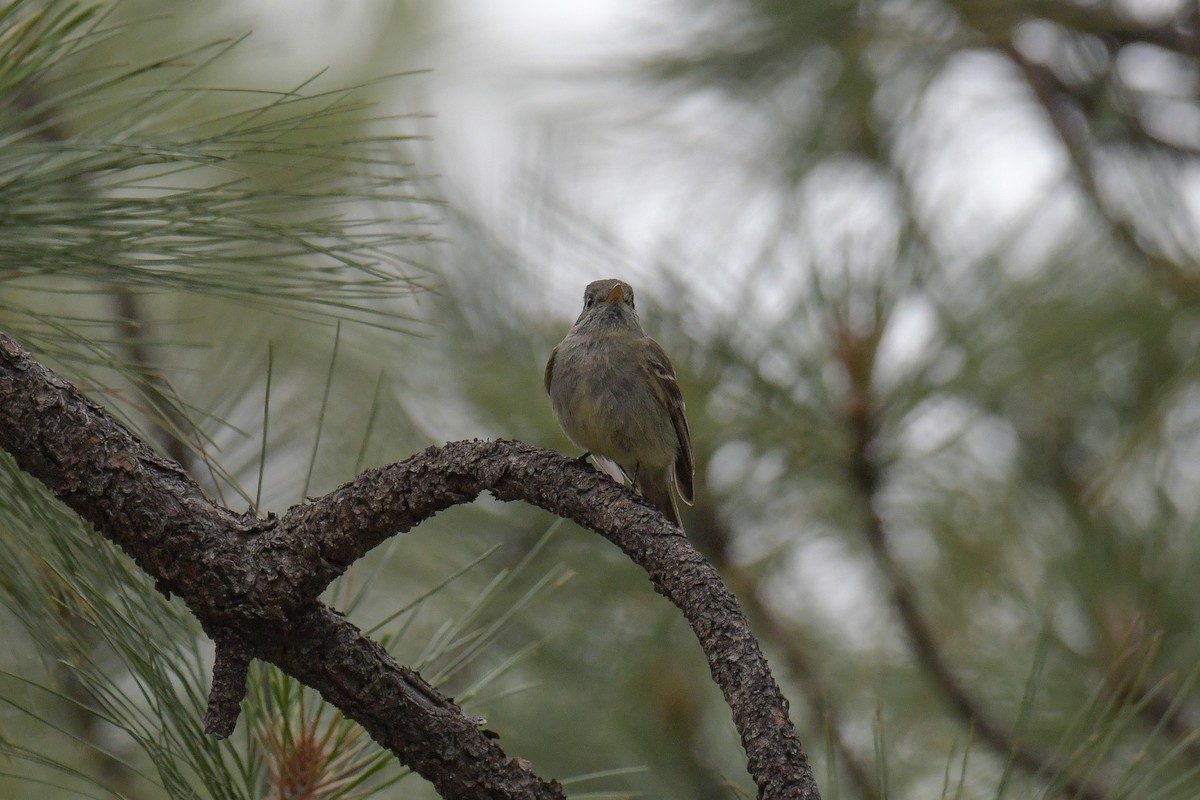 Pine Flycatcher - Christian Newton