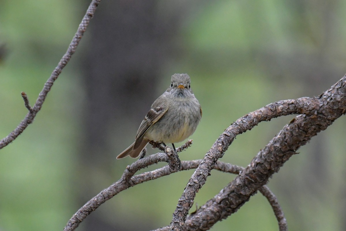 Pine Flycatcher - Christian Newton