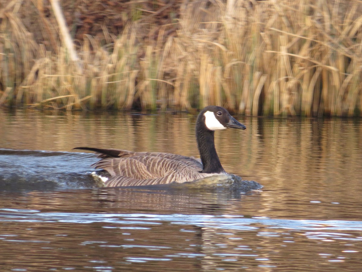 Canada Goose - ML615905470