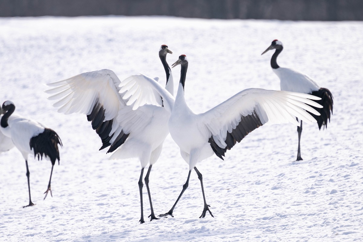 Red-crowned Crane - ML615905481