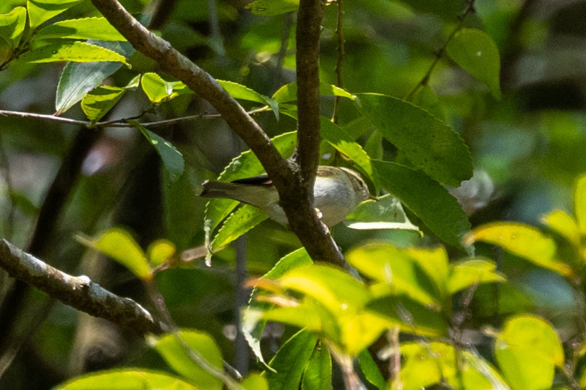 Yellow-browed Warbler - ML615905489