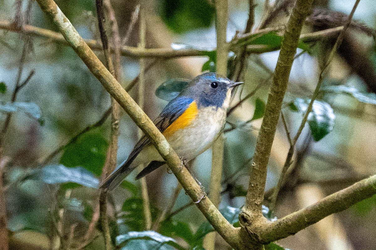 Red-flanked Bluetail - ML615905526