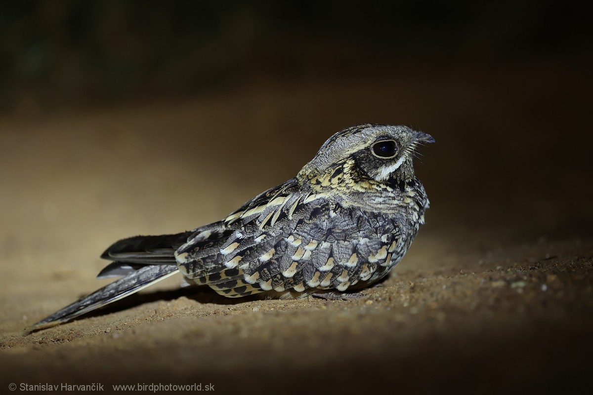 Indian Nightjar - ML615905534