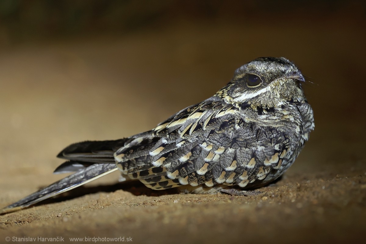 Indian Nightjar - ML615905536