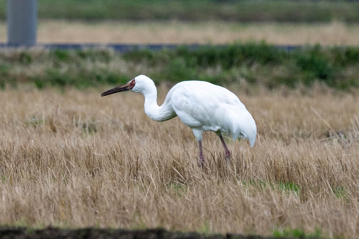 Siberian Crane - ML615905572