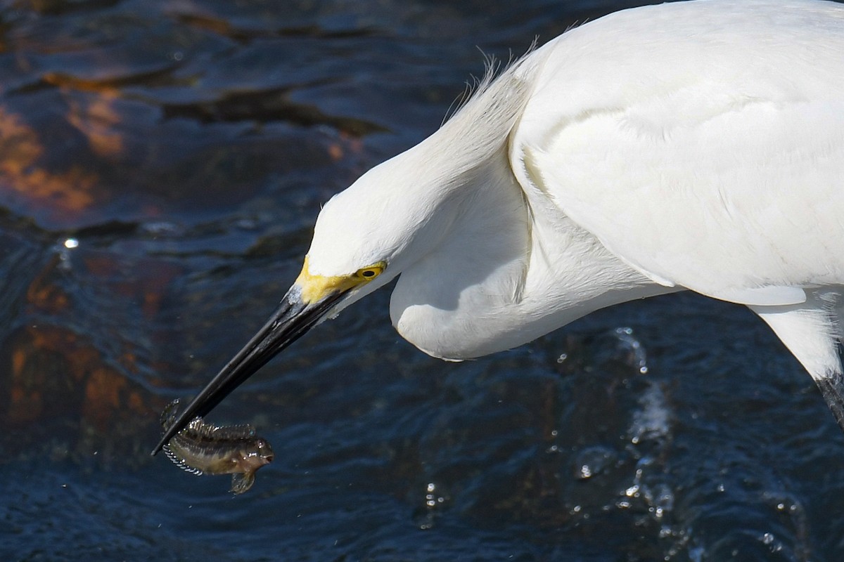 Snowy Egret - Christian Newton