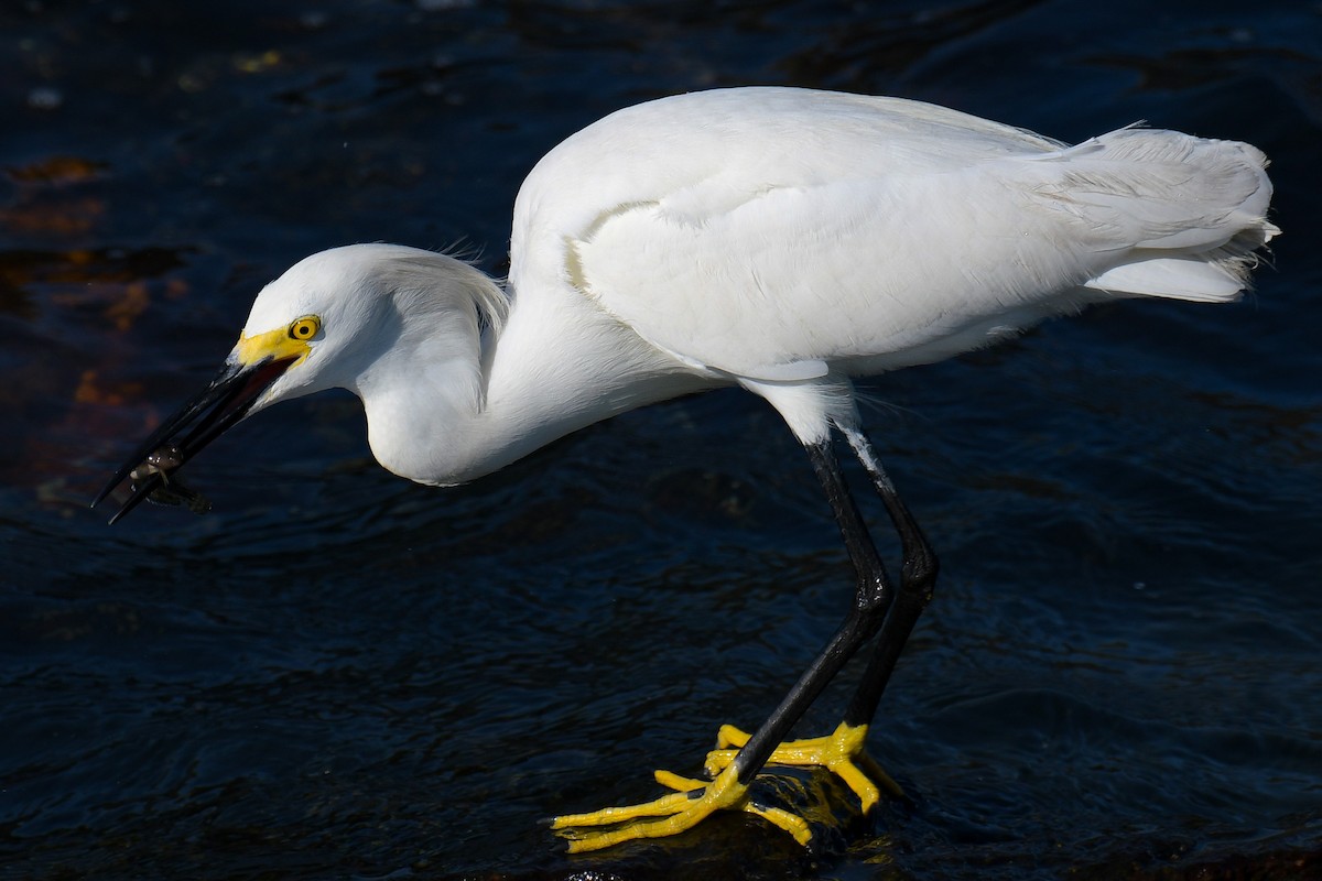 Snowy Egret - ML615905616