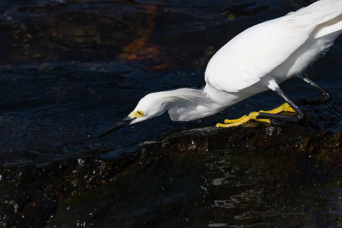 Snowy Egret - ML615905617