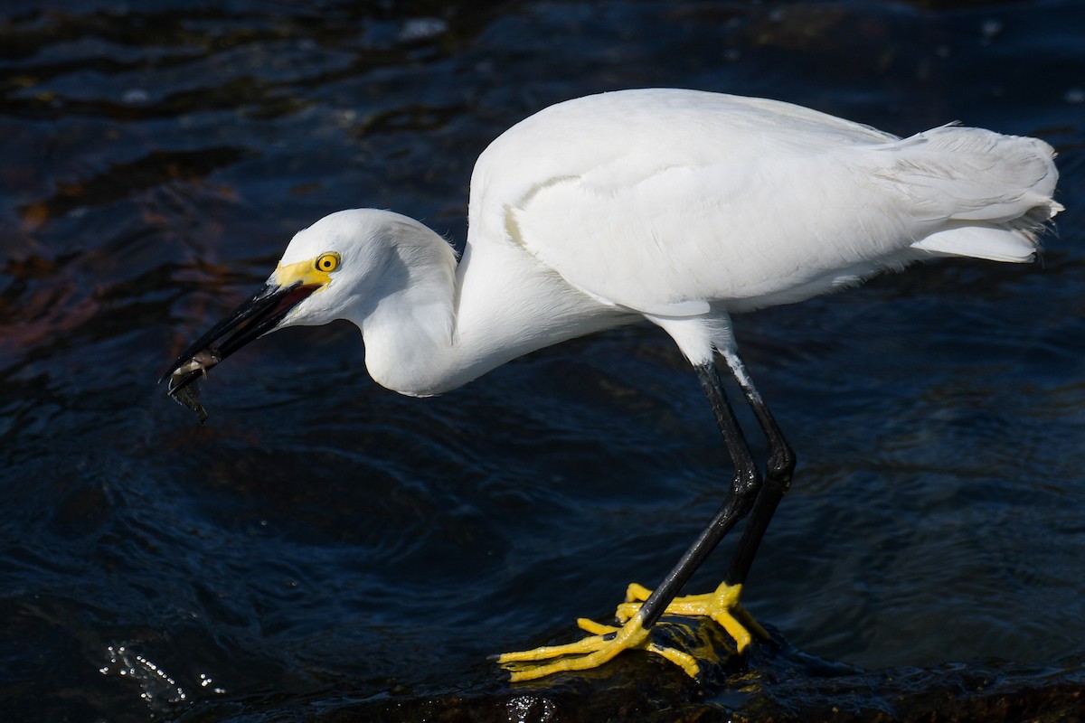 Snowy Egret - ML615905618