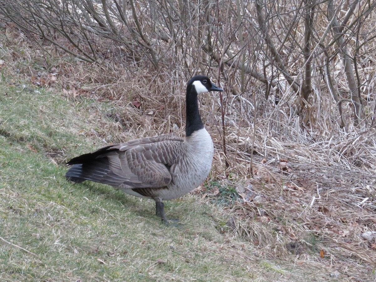 Canada Goose - Marcin Romanowski