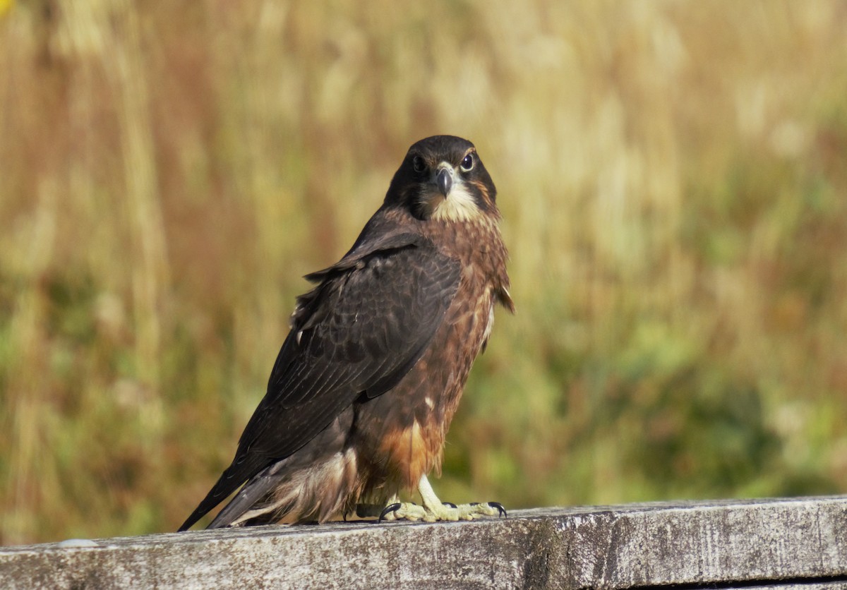 New Zealand Falcon - ML615905640