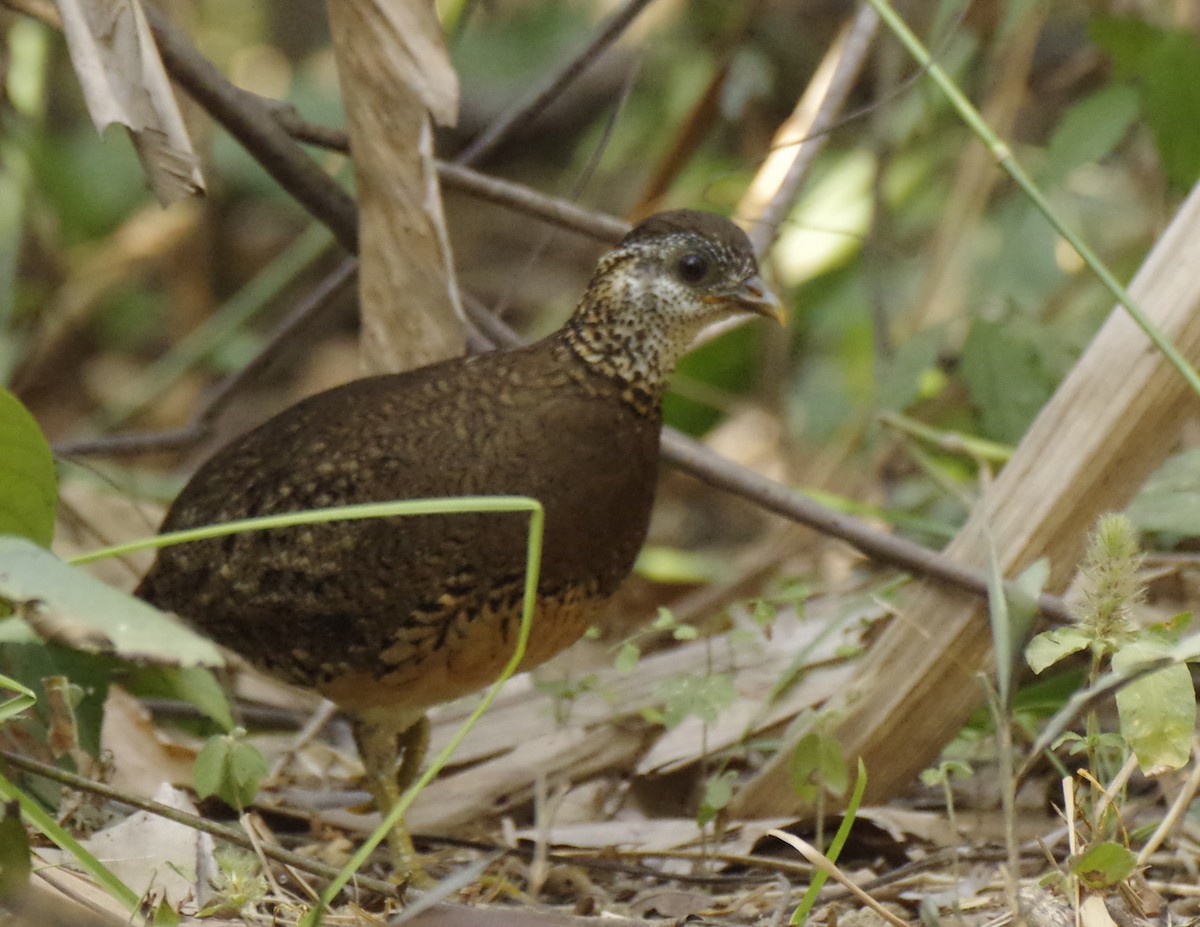 Scaly-breasted Partridge - ML615905669