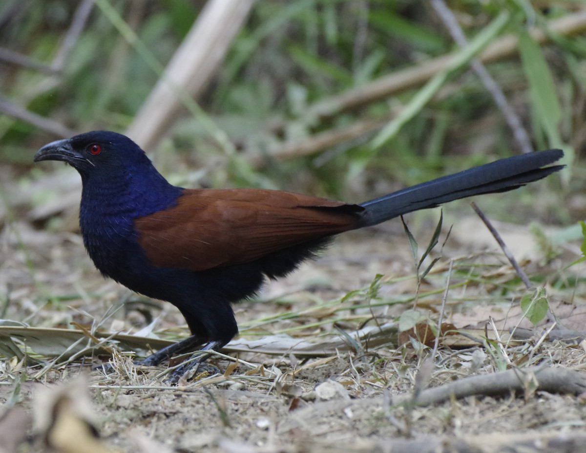 Greater Coucal - ML615905684