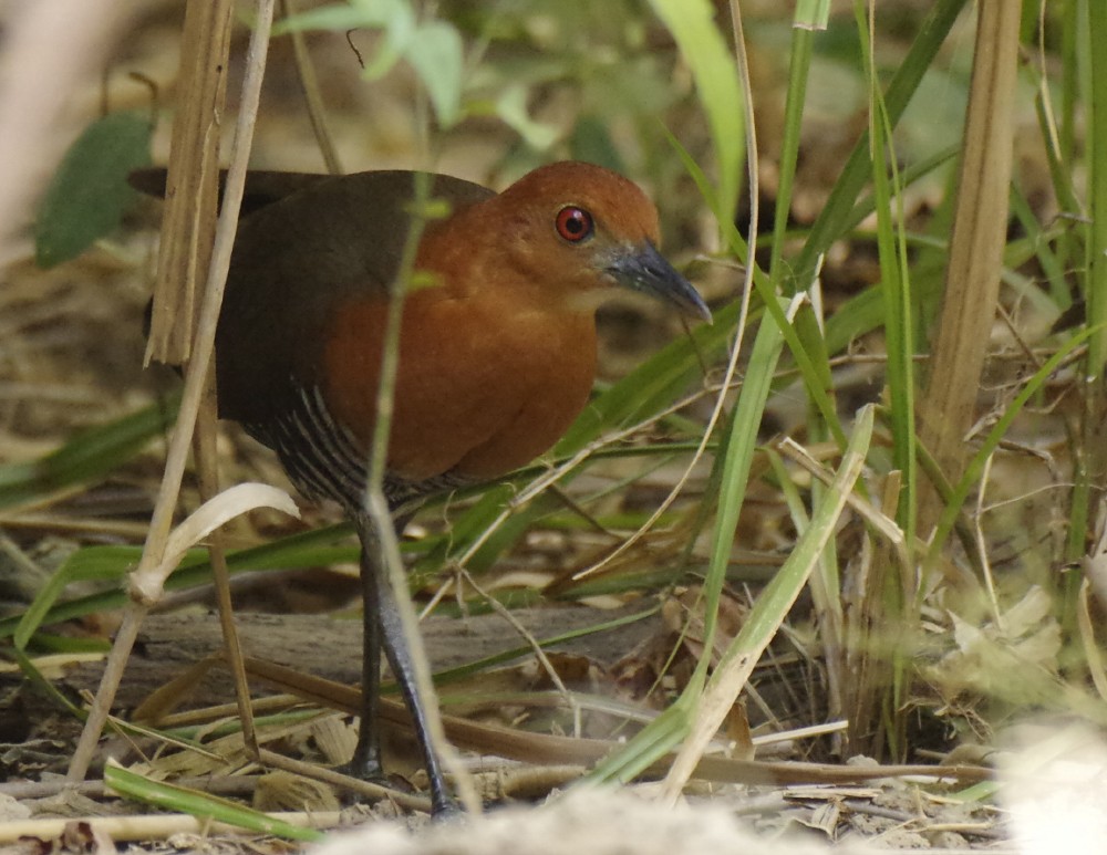 Slaty-legged Crake - ML615905687