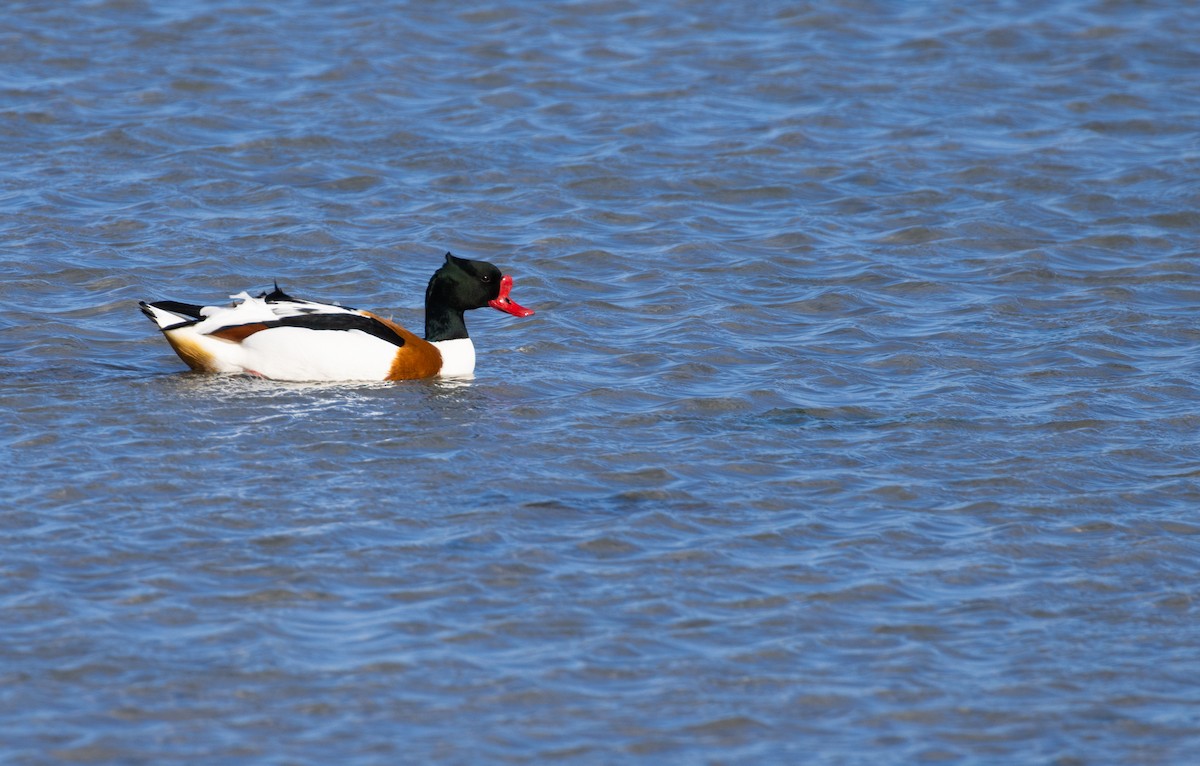 Common Shelduck - ML615905742