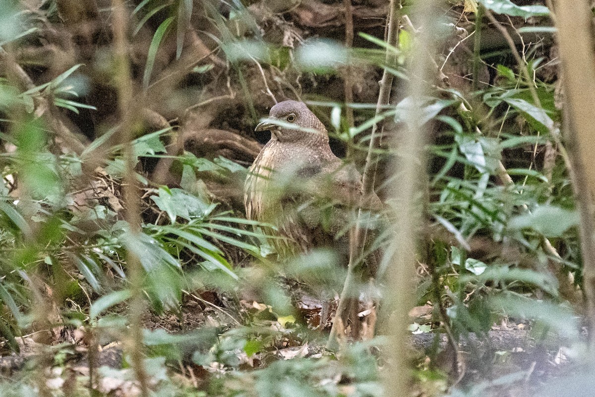 Japanese Night Heron - ML615905754