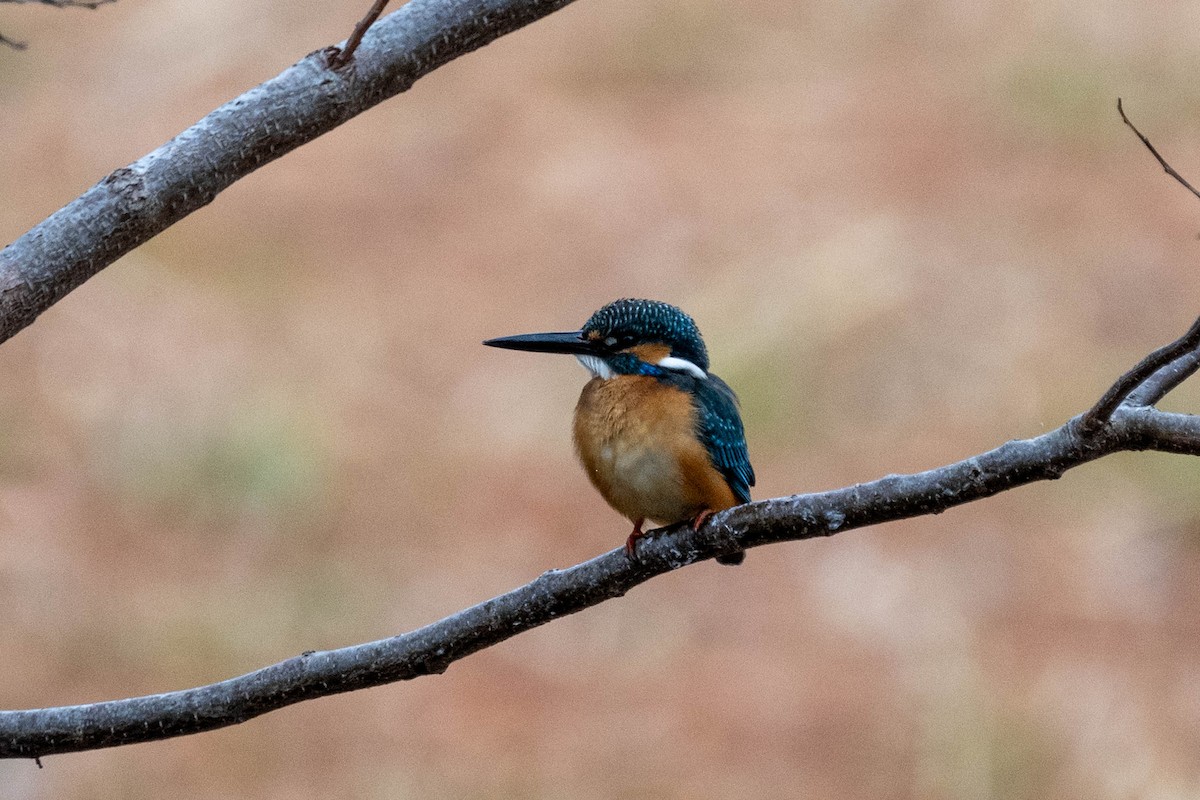 Common Kingfisher - ML615905787