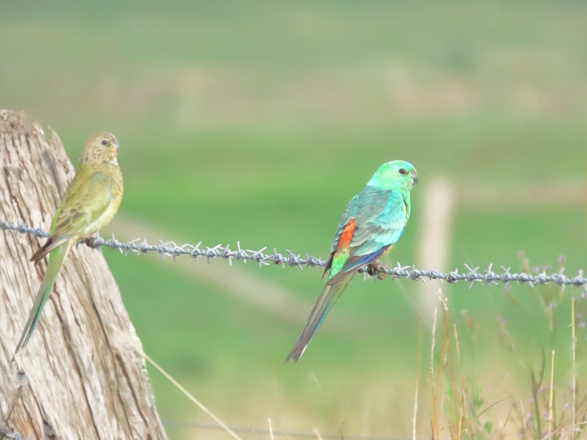 Red-rumped Parrot - ML615905822