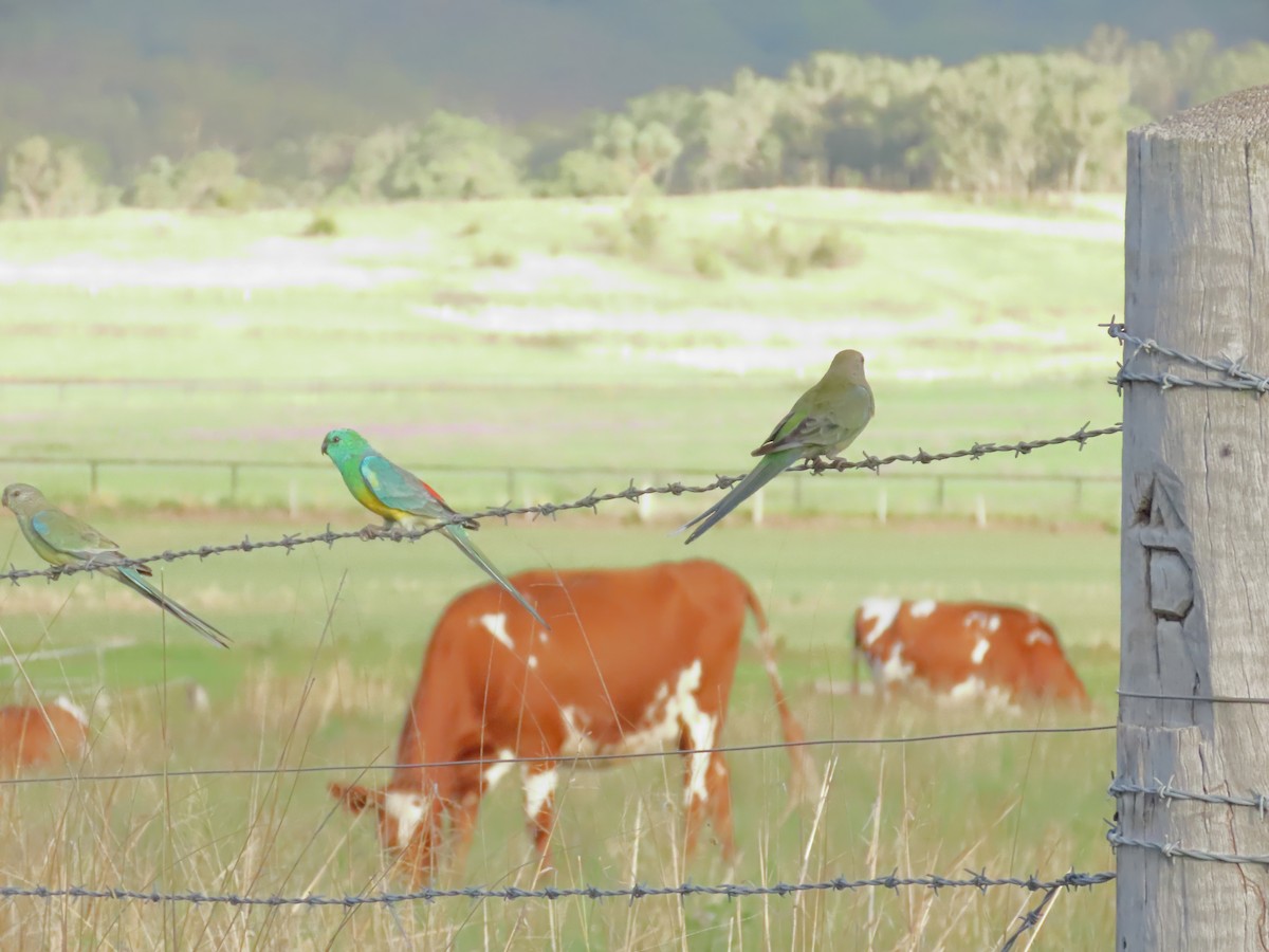 Red-rumped Parrot - ML615905832