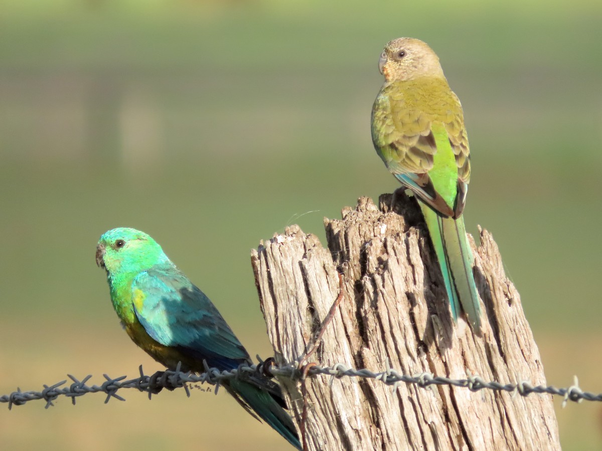 Red-rumped Parrot - ML615905840