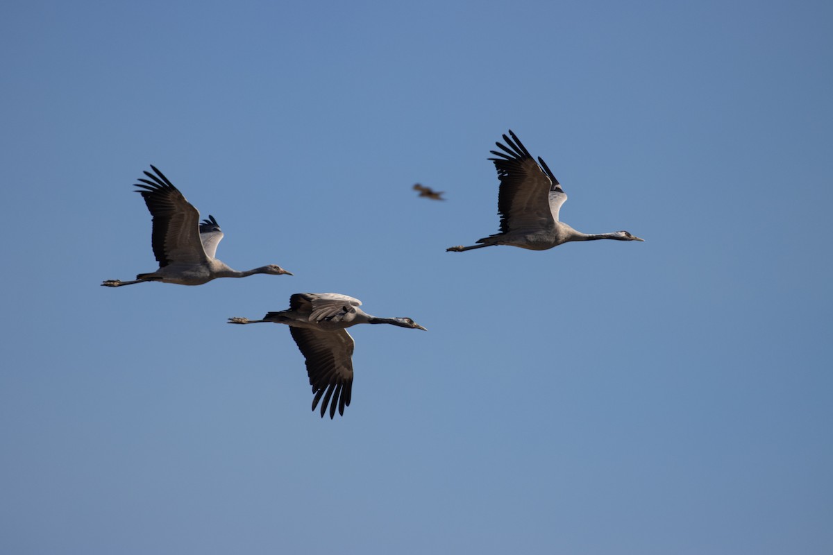 Common Crane - ML615905874