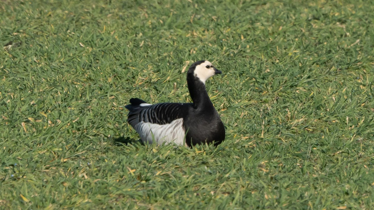 Barnacla Cariblanca - ML615905877