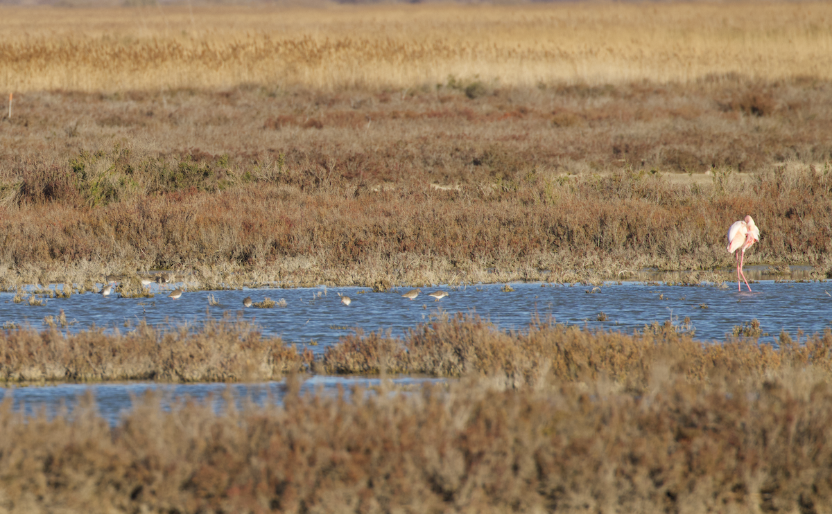 Lesser Yellowlegs - ML615905883